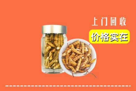 大柴旦县回收散虫草